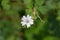 Pyrenean cranesbill