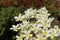 `Pyrenean Encrusted Saxifrage` flowers - Saxifraga Longifolia