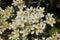 `Pyrenean Encrusted Saxifrage` flowers - Saxifraga Longifolia