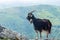 Pyrenean goat in Basque country mountains france