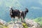 Pyrenean goat breed in Pays Basque mountains