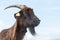 Pyrenean goat portrait in Pyrenees Atlantics France