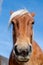 Pyrenean horse grazing outdoors on a sunny day