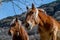 Pyrenean horse grazing outdoors on a sunny day