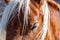 Pyrenean horse grazing outdoors on a sunny day