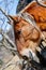 Pyrenean horse grazing outdoors on a sunny day