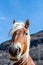 Pyrenean horse grazing outdoors on a sunny day