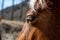 Pyrenean horse grazing outdoors on a sunny day