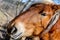 Pyrenean horse grazing outdoors on a sunny day