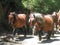 pyrenean horses on a road