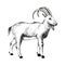 Pyrenean Ibex extinct animal sketch