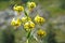 Pyrenean Lily