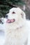 Pyrenean Mastiff on in winter.