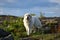 The Pyrenean Mountain Dog.