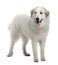 Pyrenean Mountain Dog or Great Pyrenees