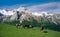 Pyrenean Mountain horses, France