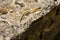 Pyrenean rock lizard (Iberolacerta bonnali)