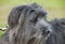 Pyrenean sheepdog