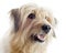 Pyrenean sheepdog