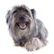 Pyrenean sheepdog