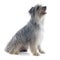 Pyrenean sheepdog