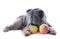 Pyrenean sheepdog ans toys