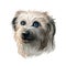 Pyrenean Shepherd dog portrait isolated on white. Digital art illustration for web, t-shirt print and puppy food cover design.