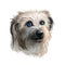 Pyrenean Shepherd dog portrait isolated on white. Digital art illustration for web, t-shirt print and puppy food cover design.