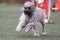 Pyrenean Shepherd running agility course on outside competition