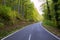 Pyrenees curve road in forest