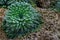 Pyrenees saxifrage - Saxifraga longifolia Alpine Plant - A Radial Plant with Glistening Tips