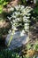 Pyrenees saxifrage, Saxifraga longifolia inflorescences