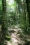 Pyrenees trees forest mountain summer scenics