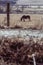 Pyrenes horse pasturing on a brown meadow field landscape