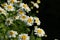 Pyrethrum Chrysanthemum or Tanacetum which are cultivated as ornamentals for their showy flower heads.