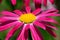 Pyrethrum daisy tanacetum coccineum