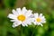 Pyrethrum flower