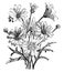 Pyrethrum Frutescens vintage illustration
