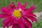 Pyrethrum hybridum- Crimson giant.