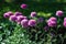 Pyrethrum hybridum flore plena rosea purple flowers in garden