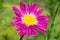 Pyrethrum pink close-up