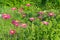 Pyrethrum roseum in the garden