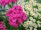 Pyrethrum and Turkish Carnation lat. Dianthus barbatus