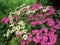 Pyrethrum and Turkish Carnation lat. Dianthus barbatus