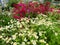 Pyrethrum and Turkish Carnation lat. Dianthus barbatus