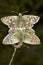 Pyrgus malvae Butterfly mating (Grizzled skipper)