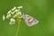 Pyrgus sidae , the yellow-banded skipper butterfly