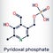 Pyridoxal phosphate, PLP molecule. It is active form of vitamin B6 and coenzyme. Skeletal chemical formula. Vector