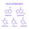 Pyrimidine and purine nucleobases