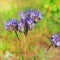 Pyrmolita California Bluebell ( Phacelia tanacetifolia )